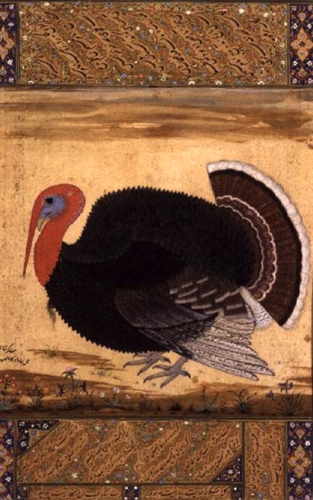 The Mughal Emperor Jahangir's now famous turkey. Brought from Goa in 1612, from the Wantage Album, Mughal, c.1612 (gouache on paper) by Mansur (Ustad Mansur) (fl.c.1590-1630) gouache on paper Victoria & Albert Museum, London, UK Indian, out of copyright