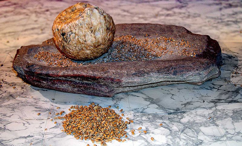 Neolithic grind stone with ancient grain seeds. Photo: José-Manuel Benito