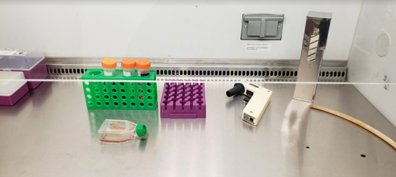supplies needed for cell culture inside fume hood