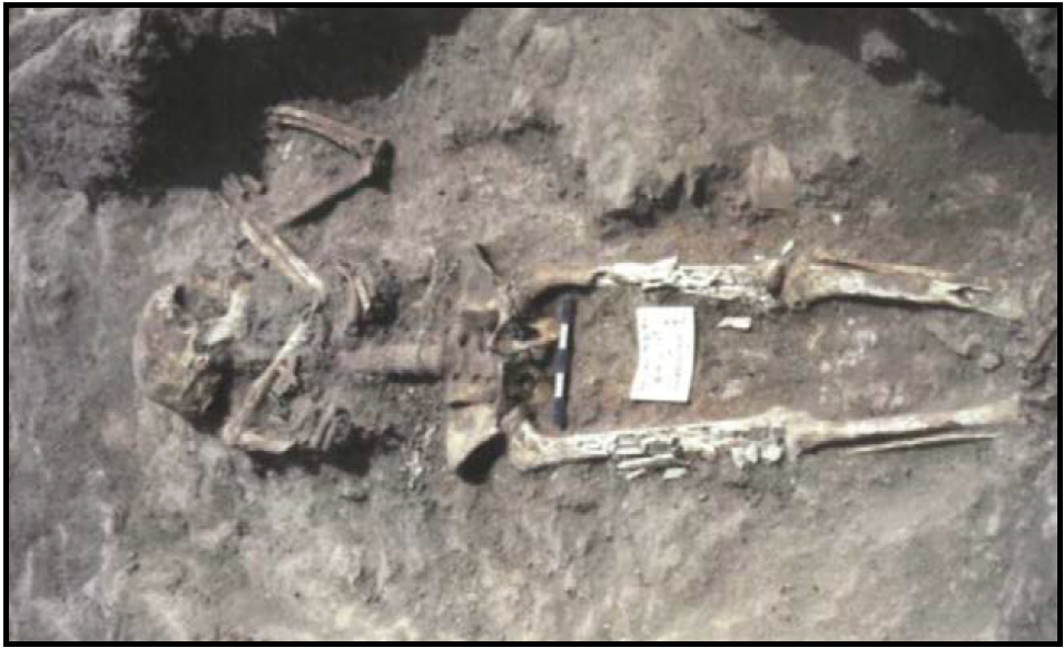 Archeological dig exposed skeleton with measure for scale