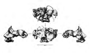 Drawings of front back and both sides showing The cranium is not only fragmentary, but also incomplete.