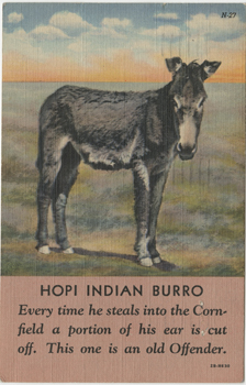 Front of postcard featuring an image of a burro from Tennessee Williams to Audrey Wood, postmarked December 20, 1943. Copyright ©2011 by the University of the South. Reprinted by permission of Georges Borchardt, Inc. All rights reserved.
