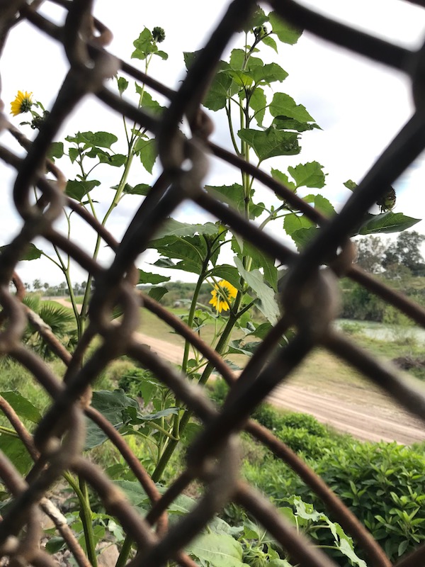 sunflower on the road