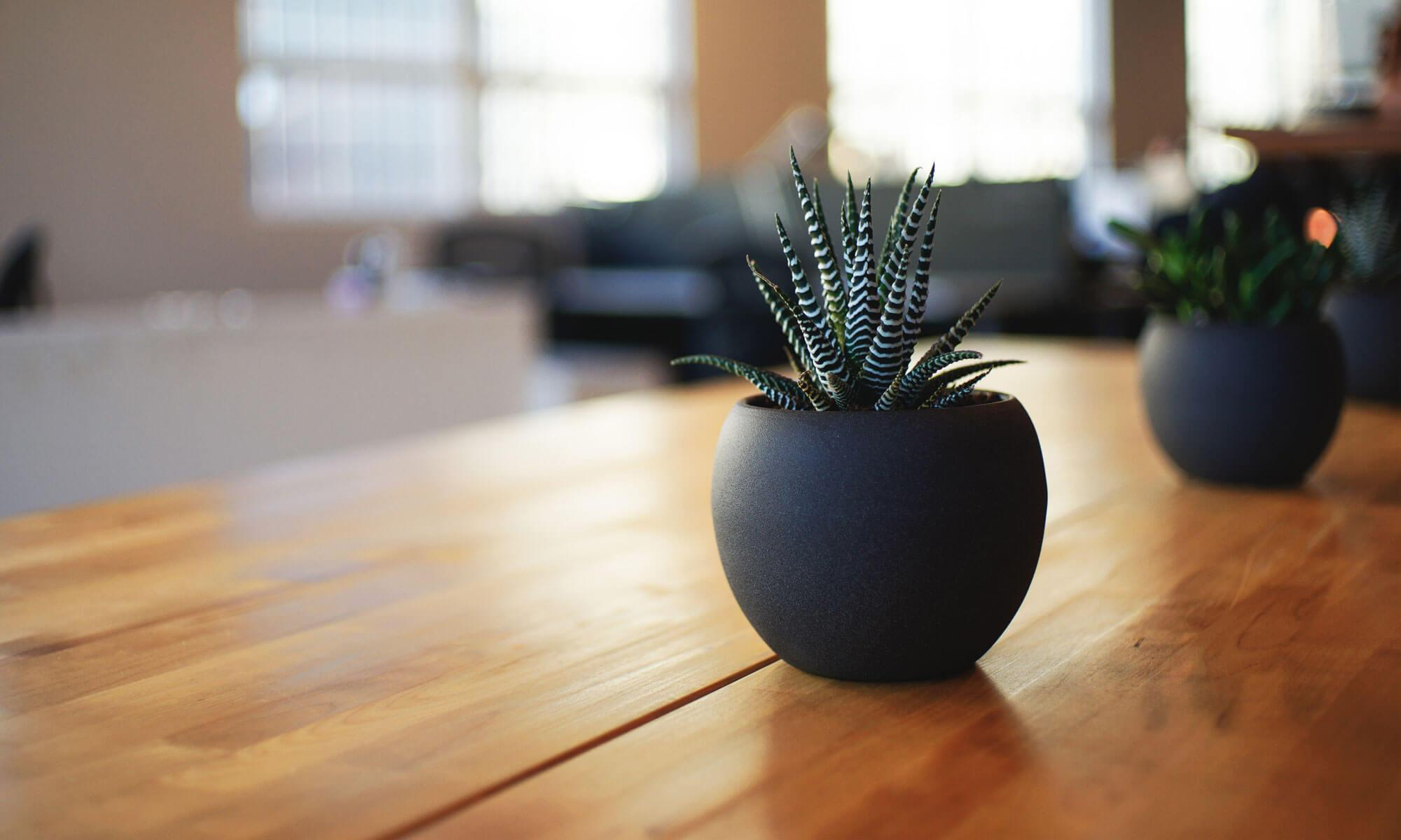 the is a banner showing a plant on the table