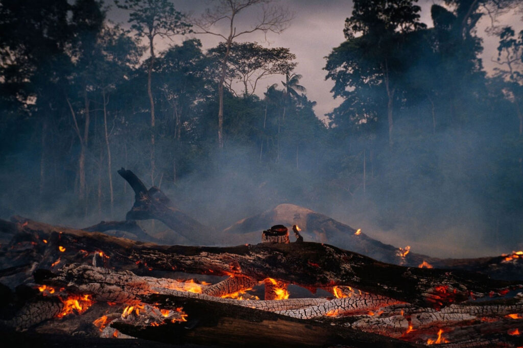 fallen trees on fire in jungle