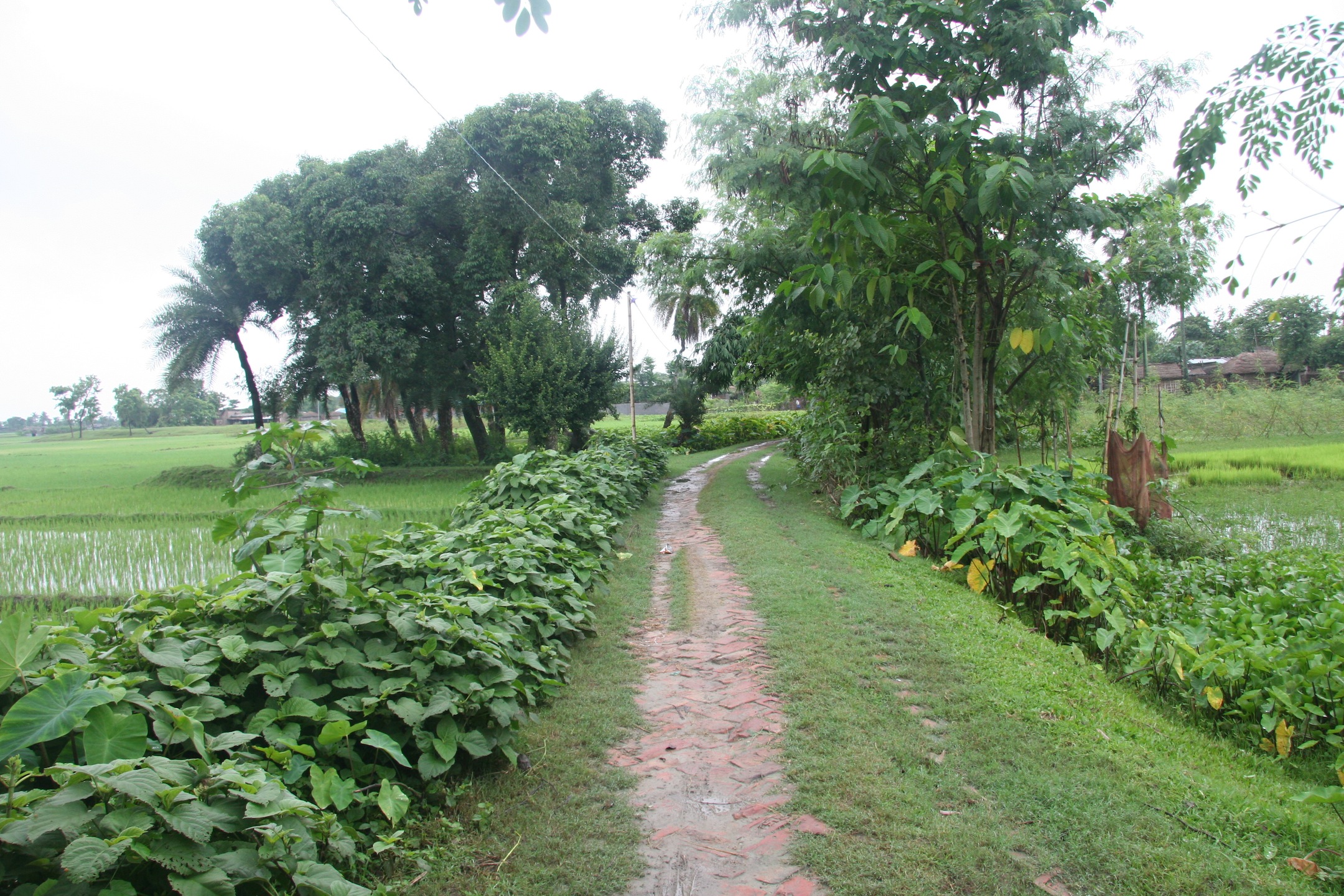 Road leading into Nimau Village