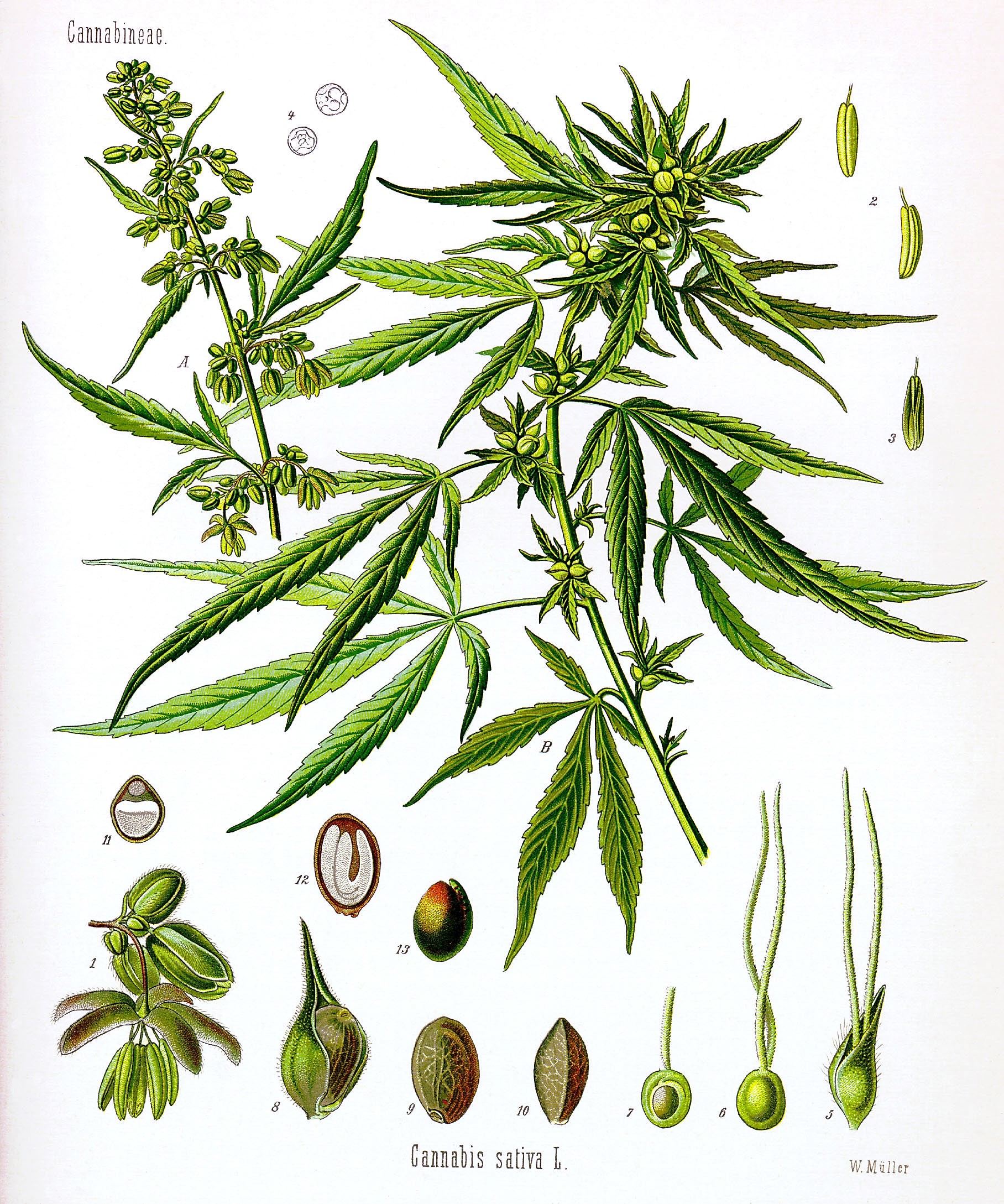 Diagram of Marijuana Plant