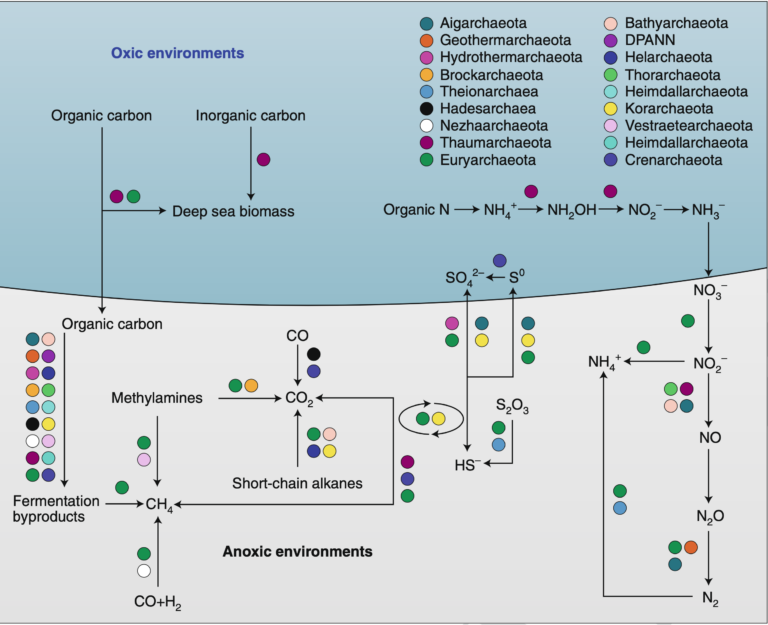 A New Review About Archaea Published In Nature Microbiology – Baker ...