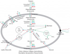 5. Figure2_metabolism_v4 copy