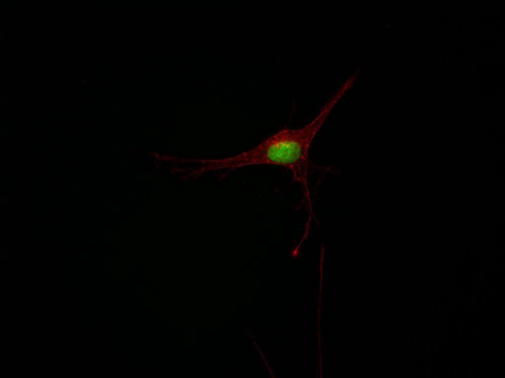 Cell culture 2