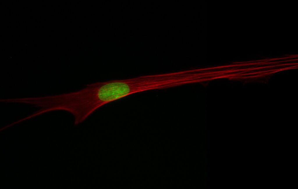 Cell culture