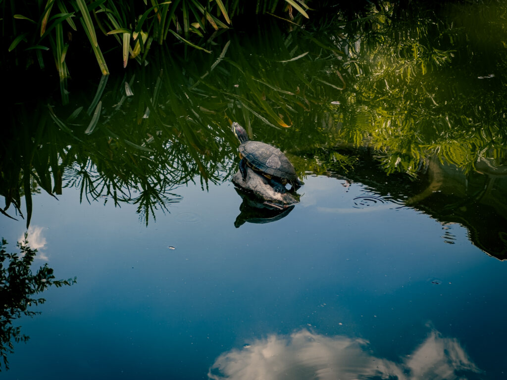 Photo of a turtle resting on a rock on the campus of the University of Texas at Austin.