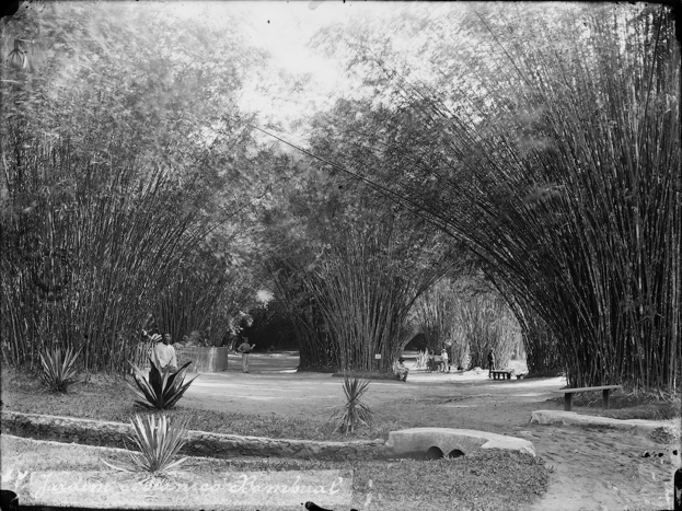 Marc Ferrez photograph of Rio de Janeiro Botanical Garden