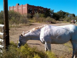 White Horse Near Abandoned Schoolhouse