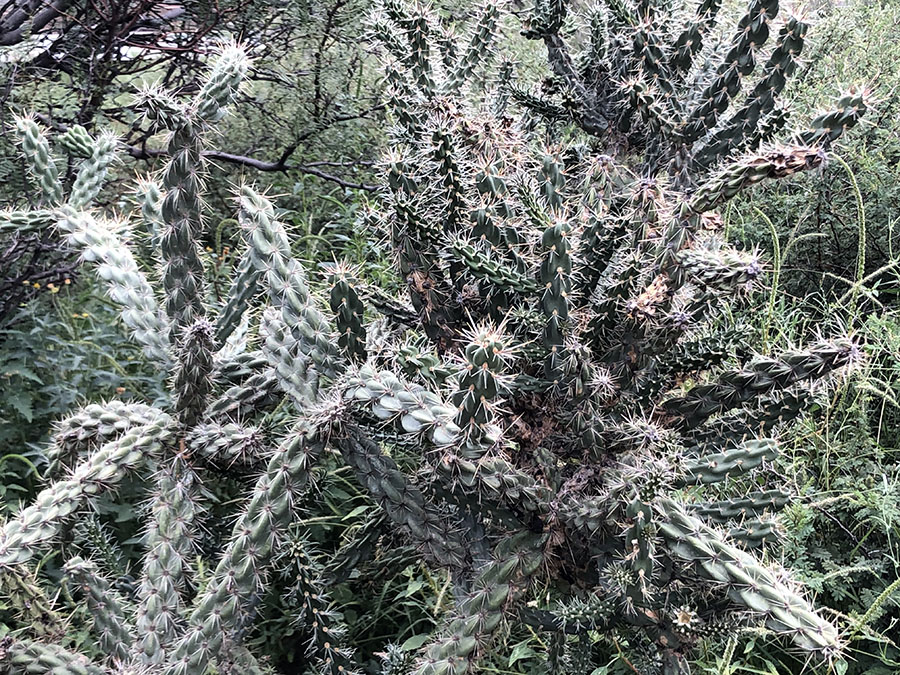 very close view of spiny cactus with long undulating finger like branches