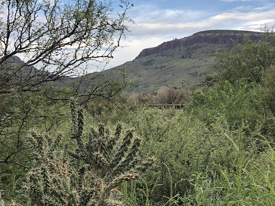 The Davis mountains and peaking through a stand of cacti and trees