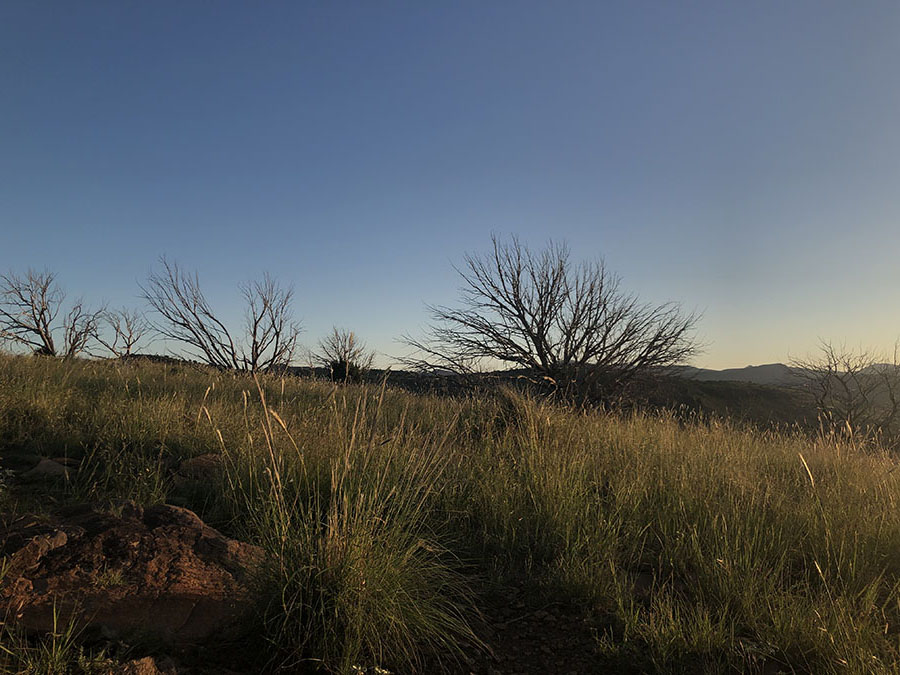 scrub brush and and spiny trees in silhouette against the cool blue dusky sky