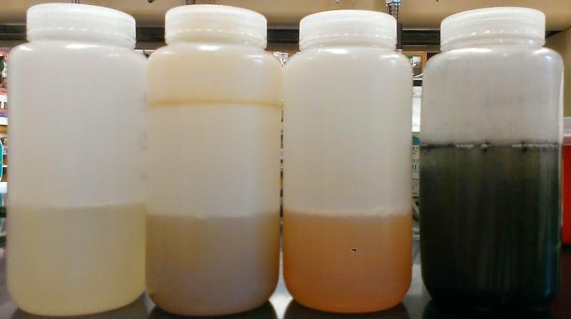 Student Research: Savanna Wheat