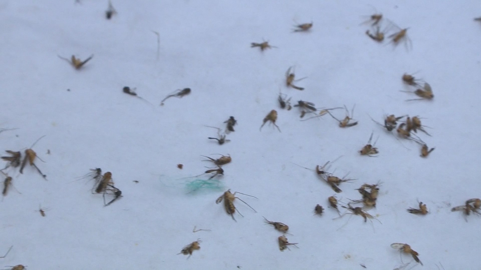 DIY research featured by KVUE!
