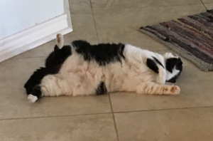 meta-cat-pic