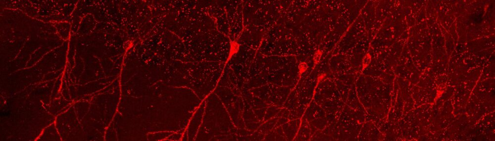 Neural Circuits & Behavioral Development Lab