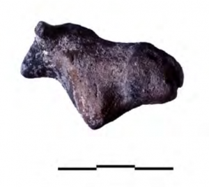Bull with large horns, powerful necks, withers, and shoulders contrasting with the small, tapering rear end.