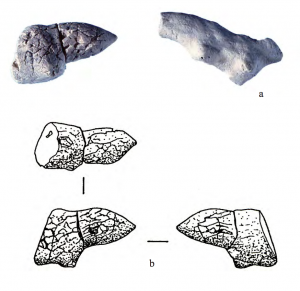 Photos of 2 lizard figurines and three drawings from different angles.