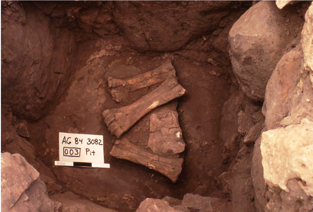 Photo of bones in archeological excavation.