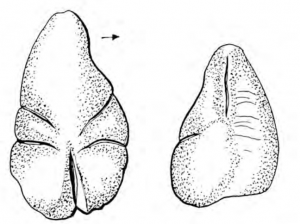 Drawing of stone statuette from two angles.