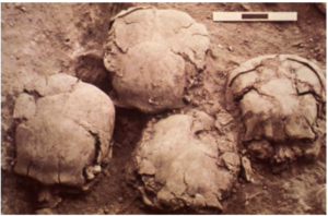 The tops of 4 skulls at excavation site.