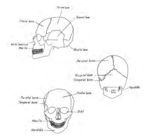 Front, back and side view drawings of skull
