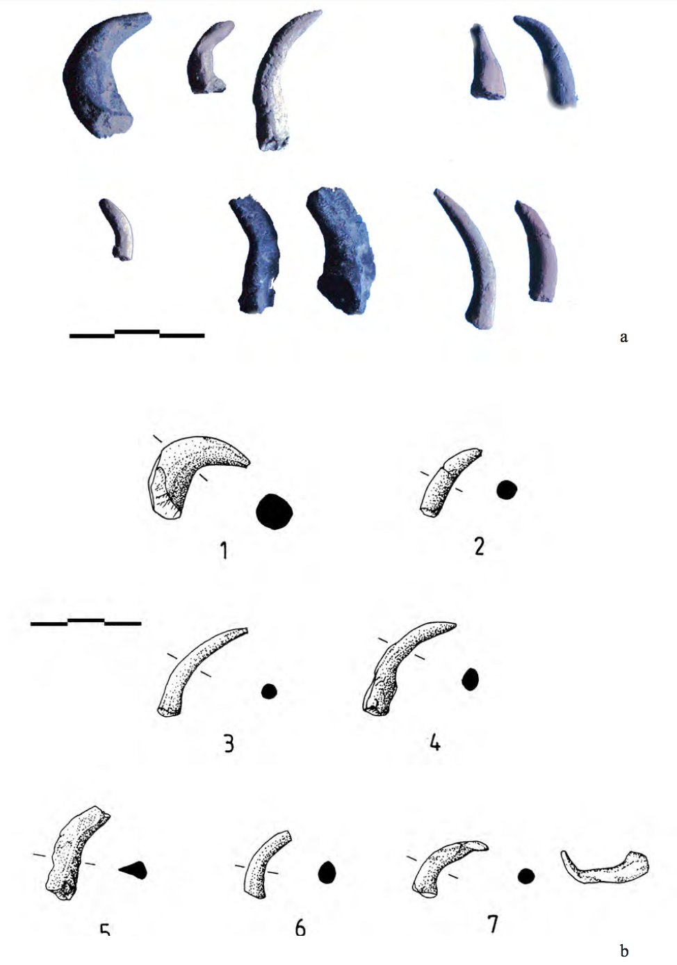10 photos of horns and 8 drawings