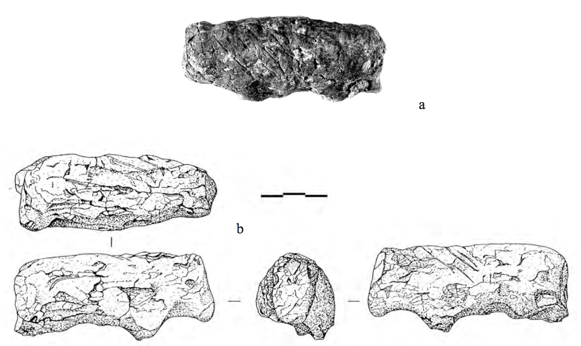 Photo of bull with four parallel, incised lines and 4 drawings from different angles.