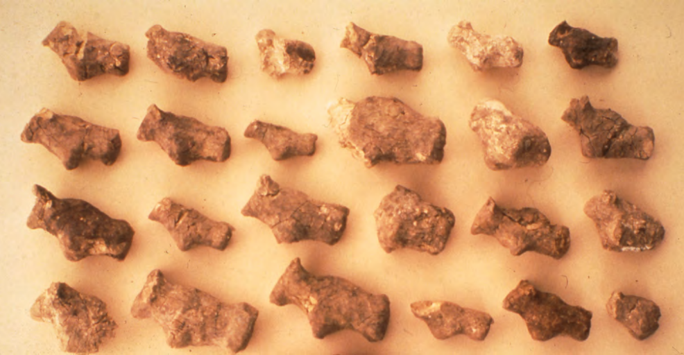 Photo of 24 of the bull figurines.