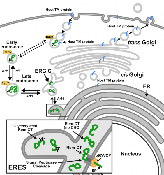 Glycosylated Rem-CT traffics to and from the ER through ERGIC, early, and late endosomes, with potential implications for host transmembrane protein regulation.