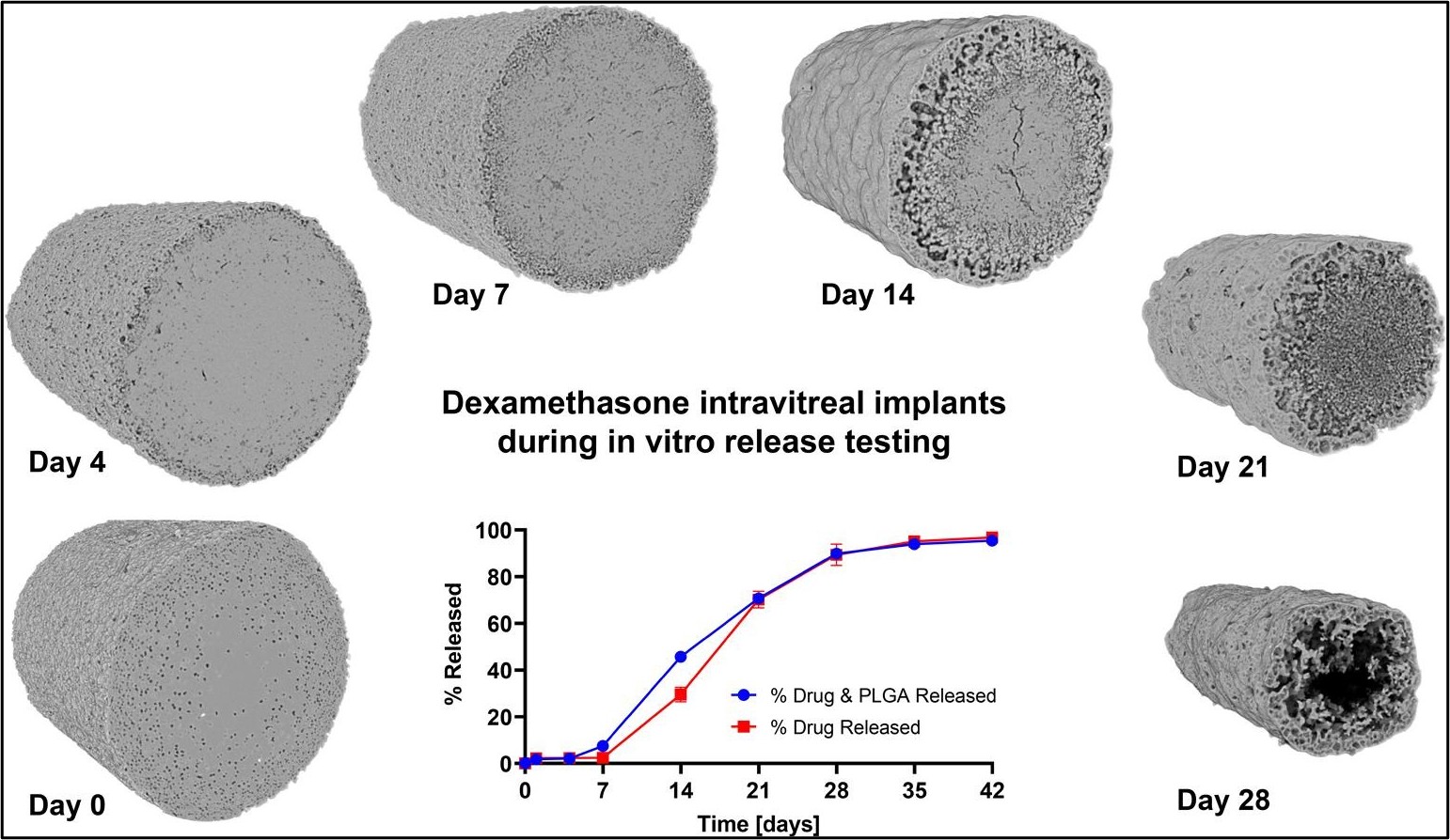 Graphical Abstract from "Costello MA, Liu J, Chen BB, Wang Y, Qin B, Xu XM, Li Q, Lynd NA, Zhang F*. Drug release mechanisms of high-drug-load, melt-extruded dexamethasone intravitreal implants, European Journal of Pharmaceutics and Biopharmaceutics 187:46-56 (2023)"