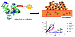 Schematic of albumin-prodrug conjugates to treat solid tumors. Left image shows albumin-drug conjugate (albumin, linker, drug). Right image shows illustration with tumors and blood vessel. Graph shows tumor volume by day for vehicle, MMAE, MMAE-MAL, ALDC1, ALDC1-H, ALDC-3, and PBS.