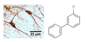 (Left) Micrograph of dopamine cells (tyrosine hydroxylase IHC) in the female rat midbrain (25 um). (Right) Chemical structure of Aroclor 1221.