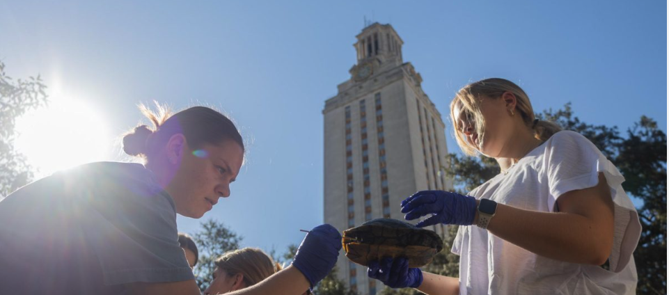 UT Turtle Pond Research