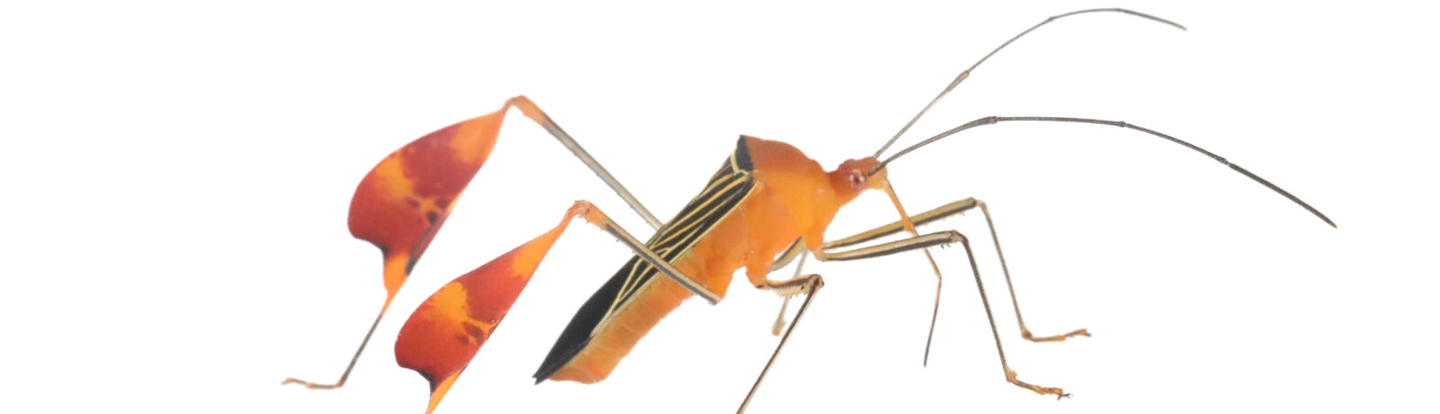 Hot off the press: Flashy flag legs signal cyanide