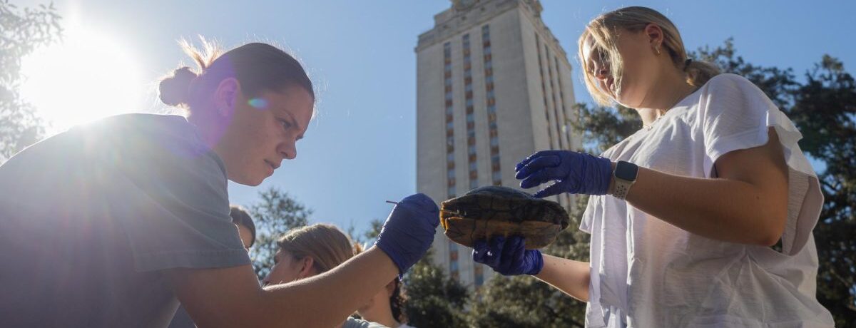 Hot off the press: turtle microbiomes and undergraduate research at UT