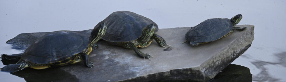 Huibregtse Lab at UT-Austin
