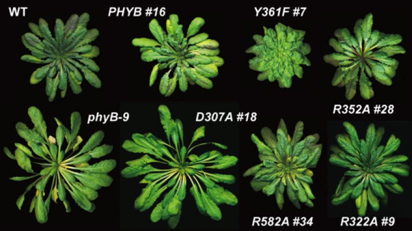 fig-6_mature_phenotypes