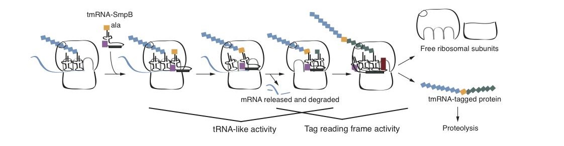 trans-translation mechanism diagram