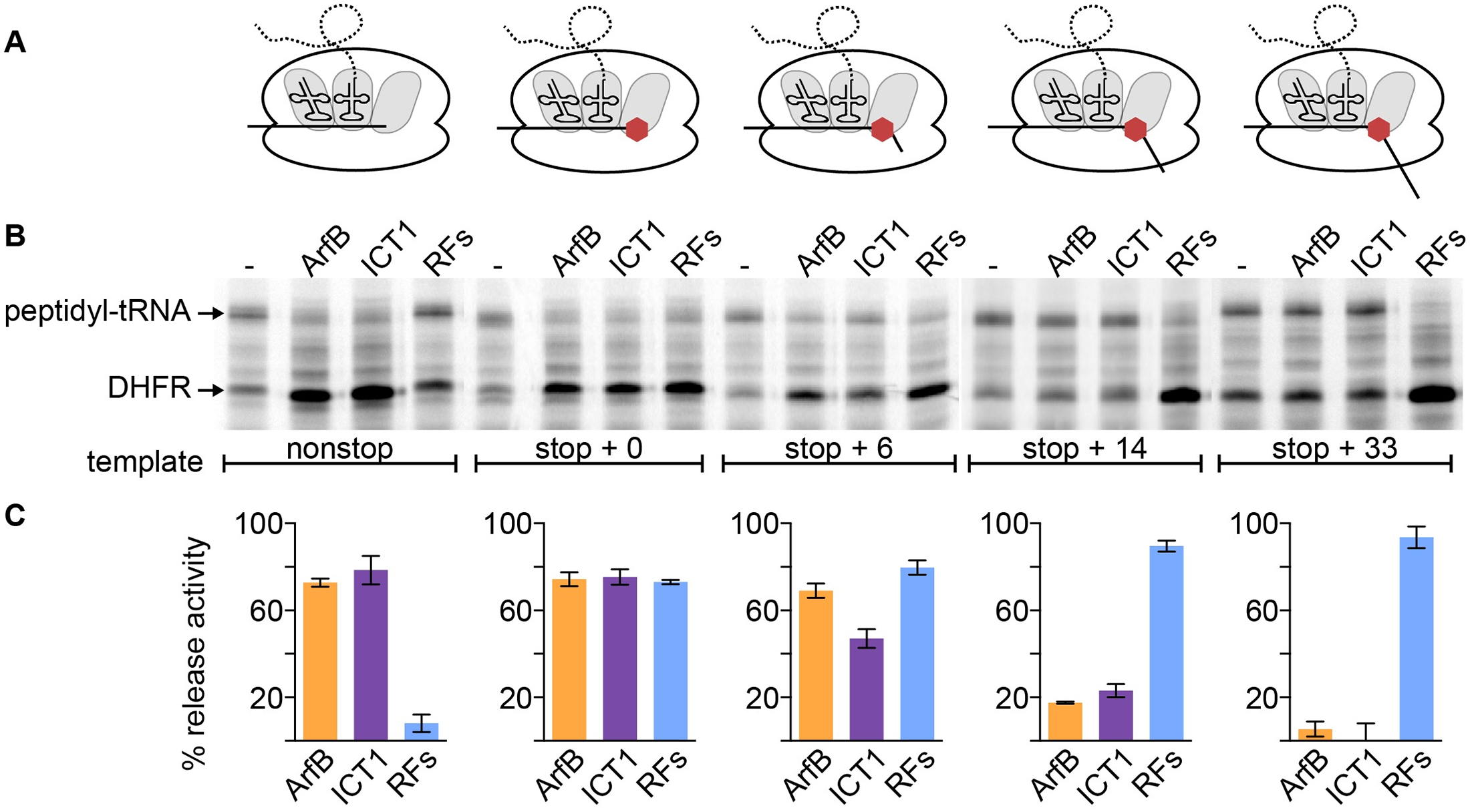 Mitochondrial ribosome rescue pathway