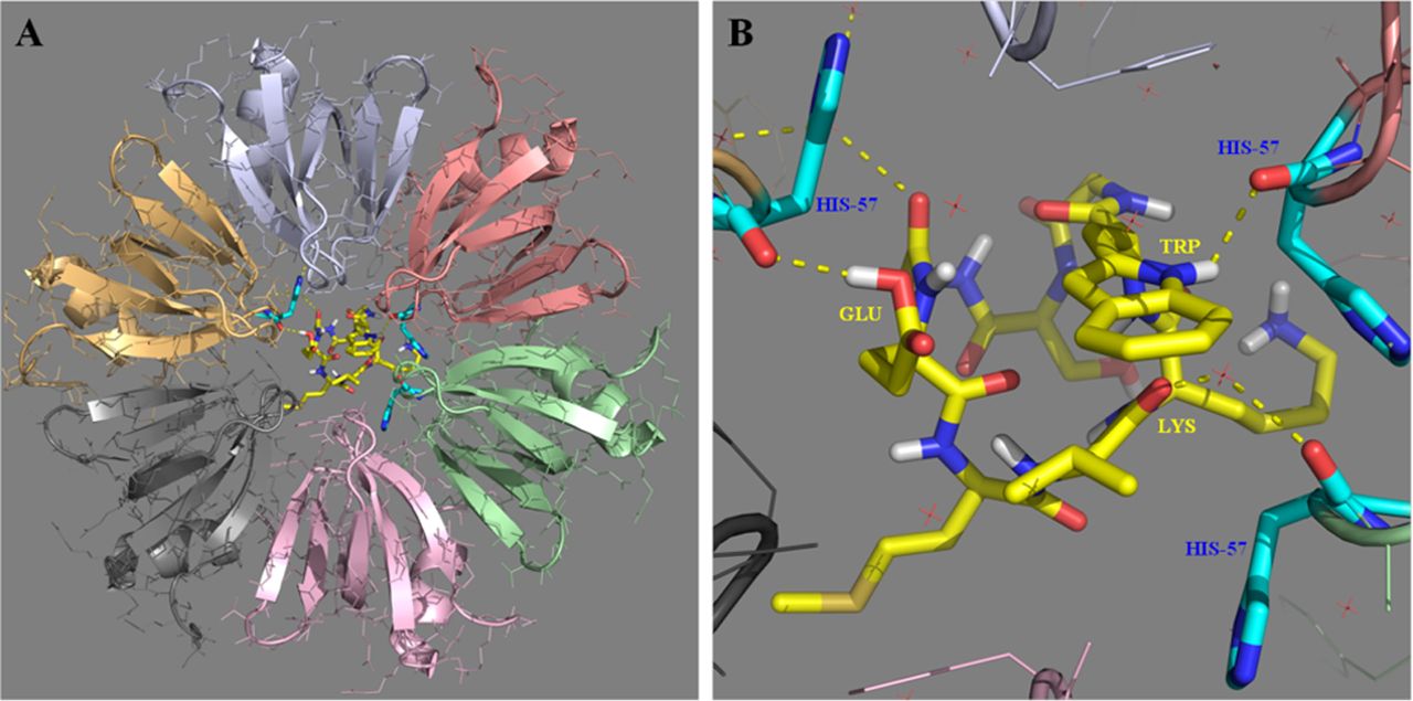 σE-Hfq Pathway