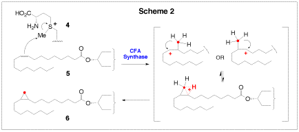 Cyclopropane Fatty Acid (CFA) Synthase