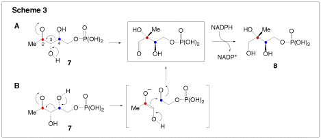 1-D-Deoxyxylose-5-phosphate Reductoisomerase (DXR), Scheme 3