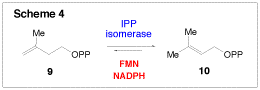 Isopentenyl Pyrophosphate (IPP) Isomerase, Scheme 4