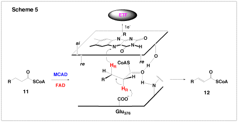 Medium Chain Acyl-CoA Dehydrogenase (MCAD), Scheme 5